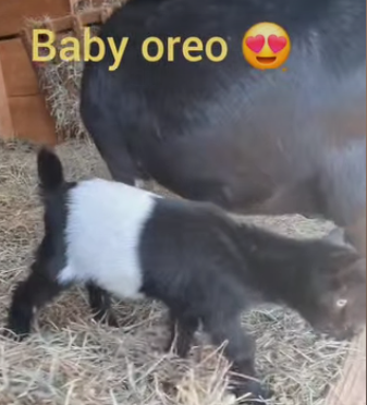 Baby Oreo, a small black-and-white goat, standing in straw.